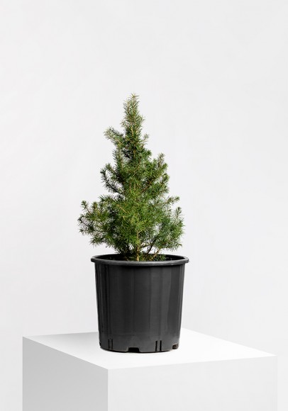 THUJA