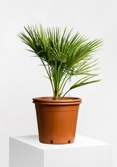 XAMAEROPS