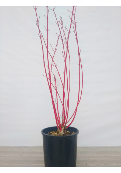 CORNUS ALBA SIBIRICA