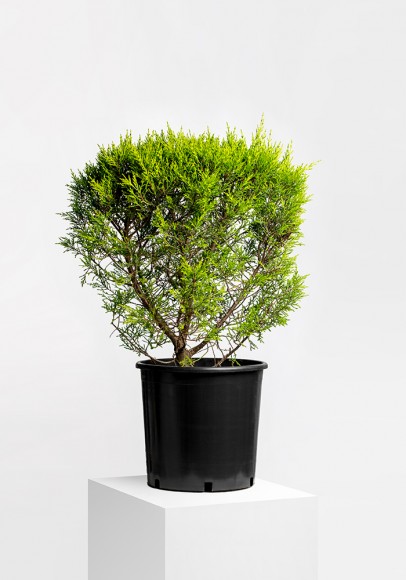 CUPRESSUS MACROCARPA