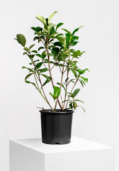 BIRGÖZ (LIGUSTRUM)
