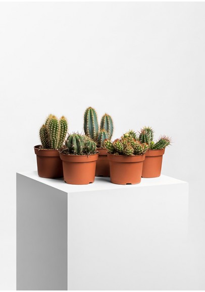 CACTUS
