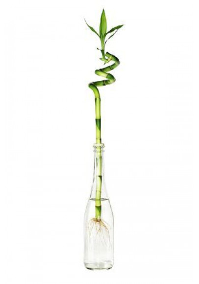 LUCKY BAMBOO