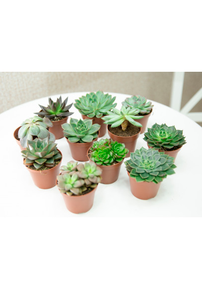 ECHEVERIA